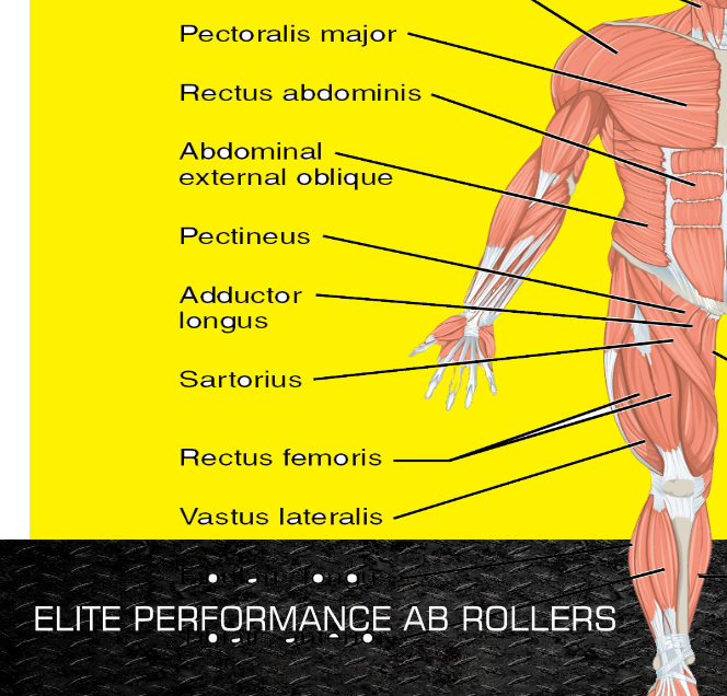 What muscles does the ab roller work?